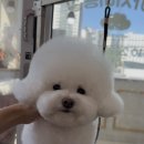 피카소 동물병원 미용 이미지