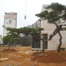 소나무조경