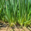 승모농장 이미지