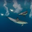 이스트 케이프 이미지