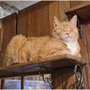 청주고양이입양지원센터 애니멀공화국 이미지