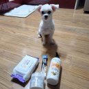 씨유펫송내점 이미지