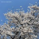 세븐일레븐 평택은혜로점 | 실시간 평택 벚꽃 나들이 추천, 은혜로 벚꽃길 다녀온 솔직 후기