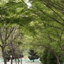 그린나무영월 | 불멍 캠핑장 영월 다 그린캠핑장 봄꽃 캠핑 후기