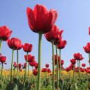 2025 섬 튤립축제 이미지