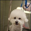 소심유치원 이미지