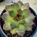 베로니카 이미지