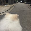 우쭈쭈펫샵