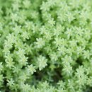 황금이식물원 이미지