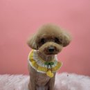 모든애견미용실 이미지