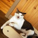 착한 고양이 이미지