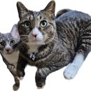 CAT | 우리 고양이 여름 건강 케어! 빌리스벳 프로바이오틱스원 CAT &amp; 포스티크런치 치킨 급여 후기