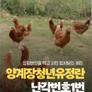 덕인농장 | 난각1번 상황버섯 먹여 키운 무항생제 유정란 양계장청년 - 아이를 위해 구매!