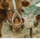 한울소리 이미지