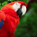【스칼렛 마코앵무 Scarlet Macaw】 「화려한 색채와 영리함으로 잘 알려진 대형 앵무새」 이미지