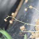 거꿀꽃토끼풀Trifolium resupinatum L.(콩과 토끼풀속) 열매 이미지