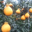 * 한라봉&amp;구아바차 **(7월 말까지) 이미지