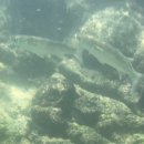 월정뷰게스트하우스코난비치대여점 이미지