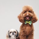 히든밸리켄넬 이미지