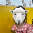 익산 고양이카페 아이캣유 이미지