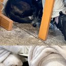 이어럽
