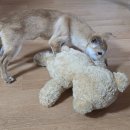 오시개 | 포항 숲강아지 유기견 입양후기+인스타 놀러 오시개🐶💕