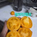 상추믹스와 알라딘램프토 이미지