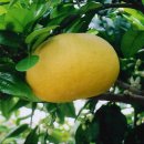 산야별장 이미지