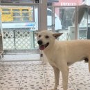 수진애견미용 이미지