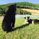 부부축산 이미지