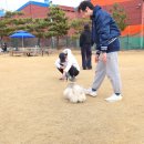 햇살 좋은날 | 햇살 좋은 날 다녀온 애견 카페, 커피 프로그램 천연 잔디 내 돈 내산 후기