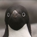 펭귄떡볶이 이미지
