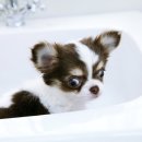 애견미용 이미지