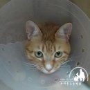 두리틀동물병원 이미지