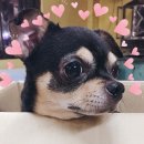 HI, MY DOG 이미지