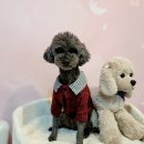 개린이 유치원 네이버블로그