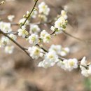 들에핀 매화 이미지