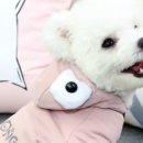 강아지 지니 이미지