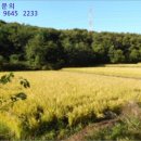 황방이보건진료소 네이버블로그