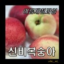 황가농장 | [여름제철과일] 여름에 단 2주만 먹을 수 있다는 신비복숭아 솔직후기