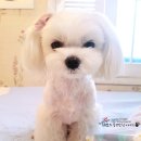 멍스하우스 네이버블로그