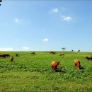 한우농장 | 한우농장 운영 현실 후기 (수익, 비용까지 솔직 공개)