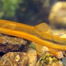 우두머리 이미지