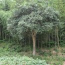 영랑생가 이미지