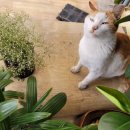 신평시장 이미지