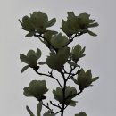 우장산동 이미지