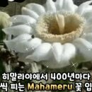 행운꽃 - 안양시 만안구 양화로 5 | 행운꽃