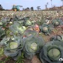 대정농업협동조합 농산물산지유통센터 이미지