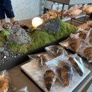 소노펠리체 델피노 이미지