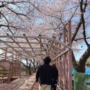 남산공원 | 강릉·삼척 봄나들이 추천, 남산공원 &amp; 삼척장미공원 후기 🌸